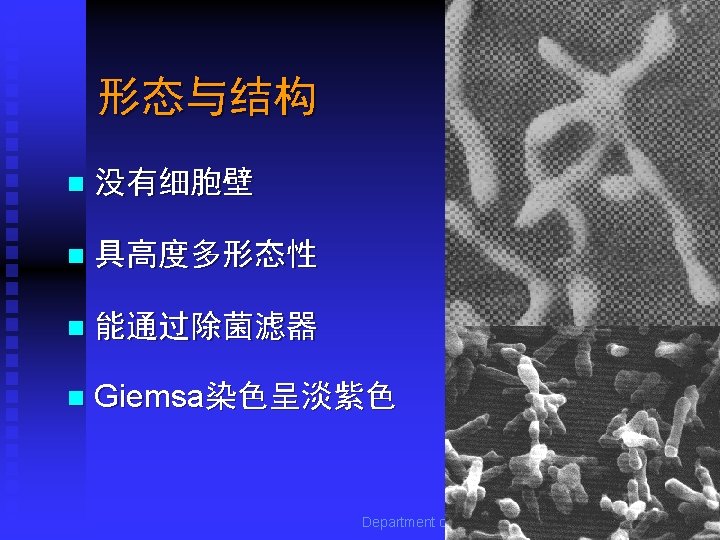 形态与结构 n 没有细胞壁 n 具高度多形态性 n 能通过除菌滤器 n Giemsa染色呈淡紫色 Department of Microbiology, Harbin Medical