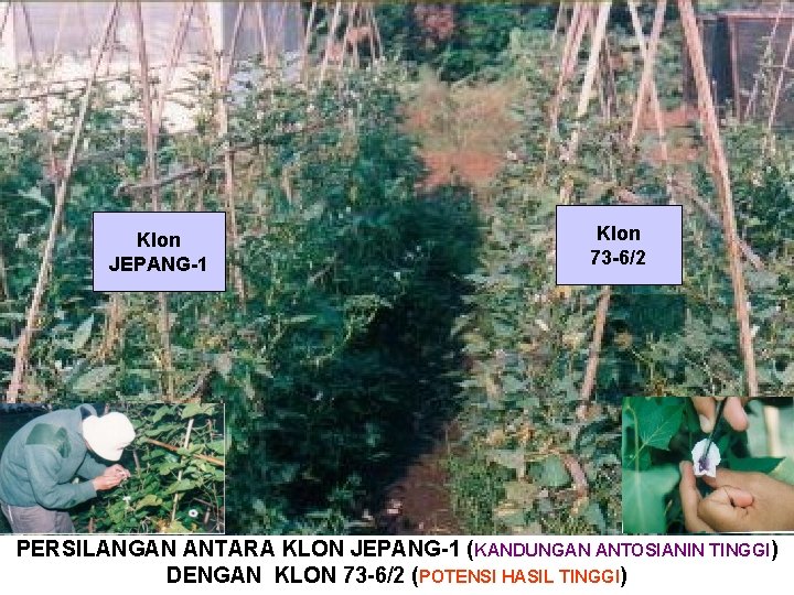 Klon JEPANG-1 Klon 73 -6/2 PERSILANGAN ANTARA KLON JEPANG-1 (KANDUNGAN ANTOSIANIN TINGGI) DENGAN KLON