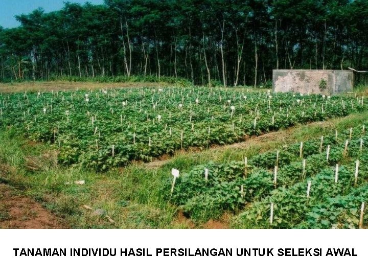 TANAMAN INDIVIDU HASIL PERSILANGAN UNTUK SELEKSI AWAL 