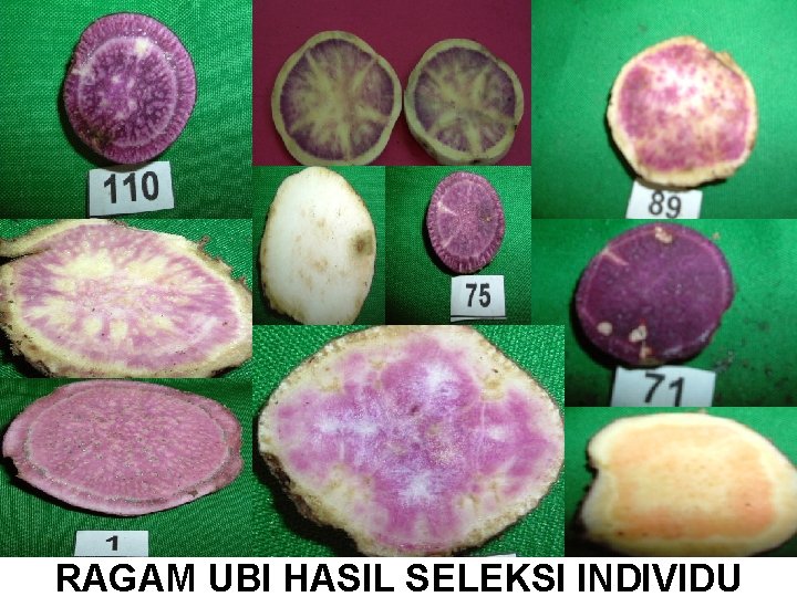 RAGAM UBI HASIL SELEKSI INDIVIDU 