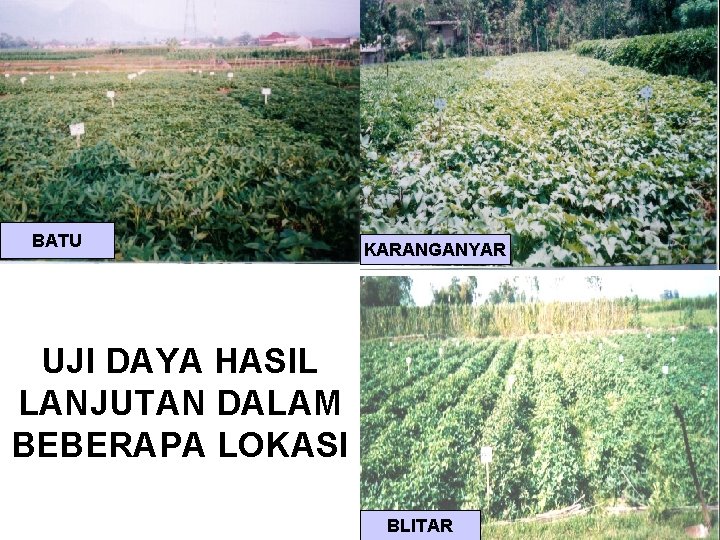 BATU KARANGANYAR UJI DAYA HASIL LANJUTAN DALAM BEBERAPA LOKASI BLITAR 