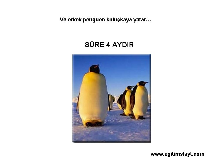 Ve erkek penguen kuluçkaya yatar… SÜRE 4 AYDIR www. egitimslayt. com 