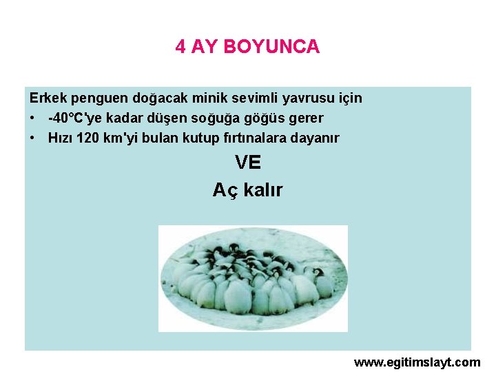 4 AY BOYUNCA Erkek penguen doğacak minik sevimli yavrusu için • -40°C'ye kadar düşen