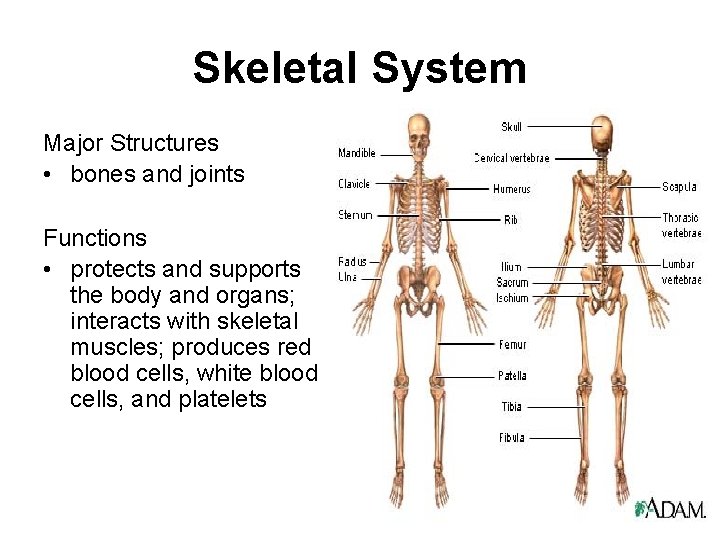 Skeletal System Major Structures • bones and joints Functions • protects and supports the