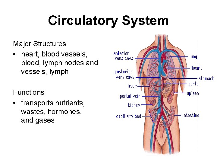 Circulatory System Major Structures • heart, blood vessels, blood, lymph nodes and vessels, lymph