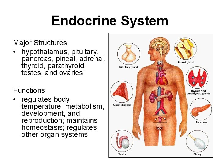 Endocrine System Major Structures • hypothalamus, pituitary, pancreas, pineal, adrenal, thyroid, parathyroid, testes, and