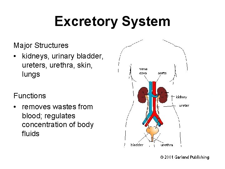 Excretory System Major Structures • kidneys, urinary bladder, ureters, urethra, skin, lungs Functions •