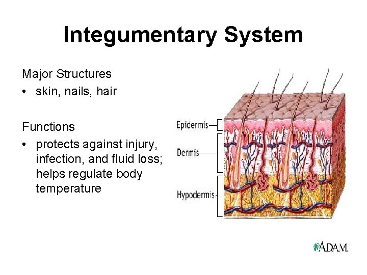 Integumentary System Major Structures • skin, nails, hair Functions • protects against injury, infection,