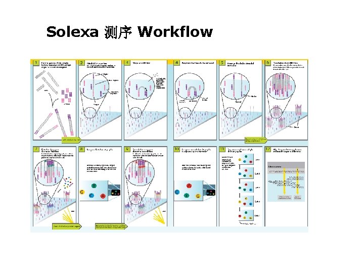 Solexa 测序 Workflow Solexa 测序 Workflow