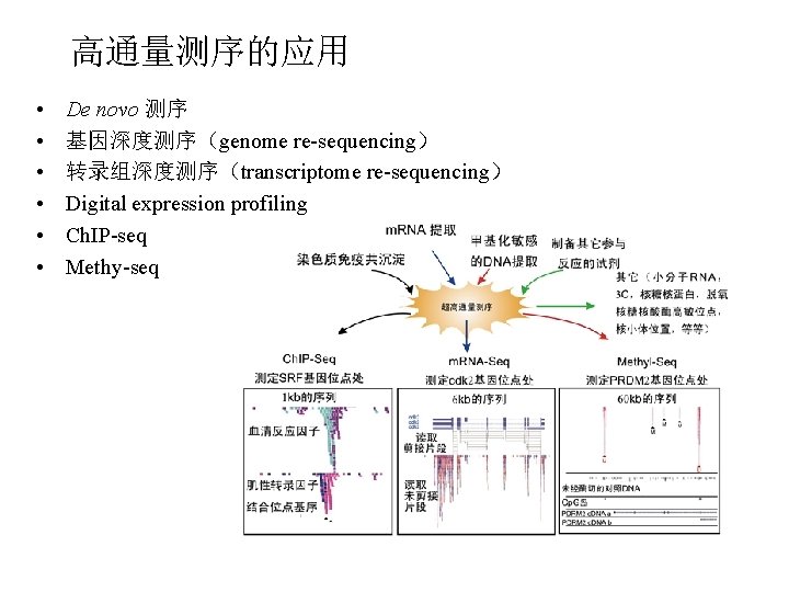 高通量测序的应用 • • • De novo 测序 基因深度测序(genome re-sequencing) 转录组深度测序(transcriptome re-sequencing) Digital expression profiling 高通量测序的应用 • • • De novo 测序 基因深度测序(genome re-sequencing) 转录组深度测序(transcriptome re-sequencing) Digital expression profiling