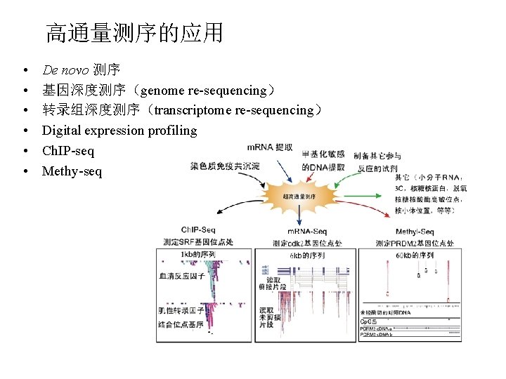 高通量测序的应用 • • • De novo 测序 基因深度测序（genome re-sequencing） 转录组深度测序（transcriptome re-sequencing） Digital expression profiling