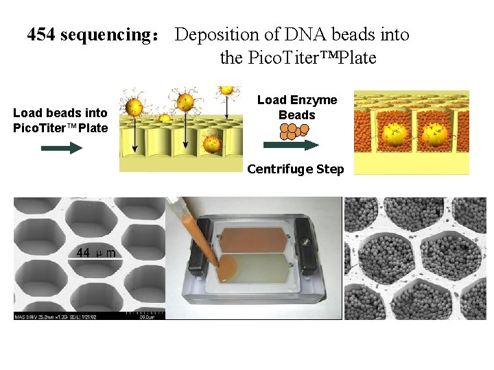 454 sequencing： Deposition of DNA beads into the Pico. Titer™Plate Load beads into Pico.