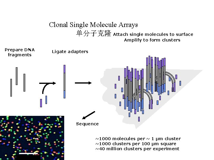 Clonal Single Molecule Arrays 单分子克隆 Attach single molecules to surface Amplify to form clusters Clonal Single Molecule Arrays 单分子克隆 Attach single molecules to surface Amplify to form clusters