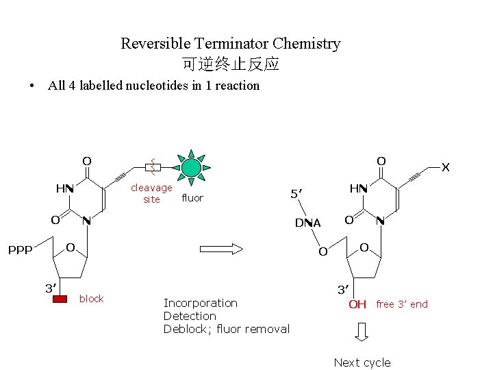 Reversible Terminator Chemistry 可逆终止反应 • All 4 labelled nucleotides in 1 reaction O cleavage Reversible Terminator Chemistry 可逆终止反应 • All 4 labelled nucleotides in 1 reaction O cleavage