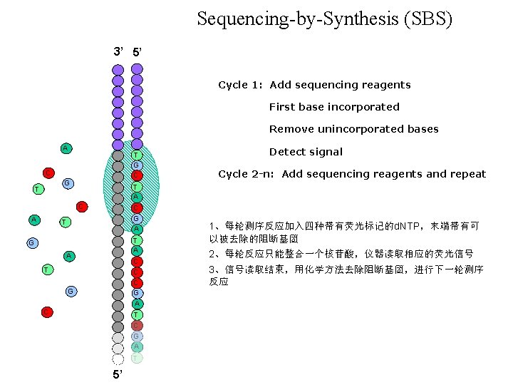 Sequencing-by-Synthesis (SBS) 3’ 5’ Cycle 1: Add sequencing reagents First base incorporated Remove unincorporated Sequencing-by-Synthesis (SBS) 3’ 5’ Cycle 1: Add sequencing reagents First base incorporated Remove unincorporated