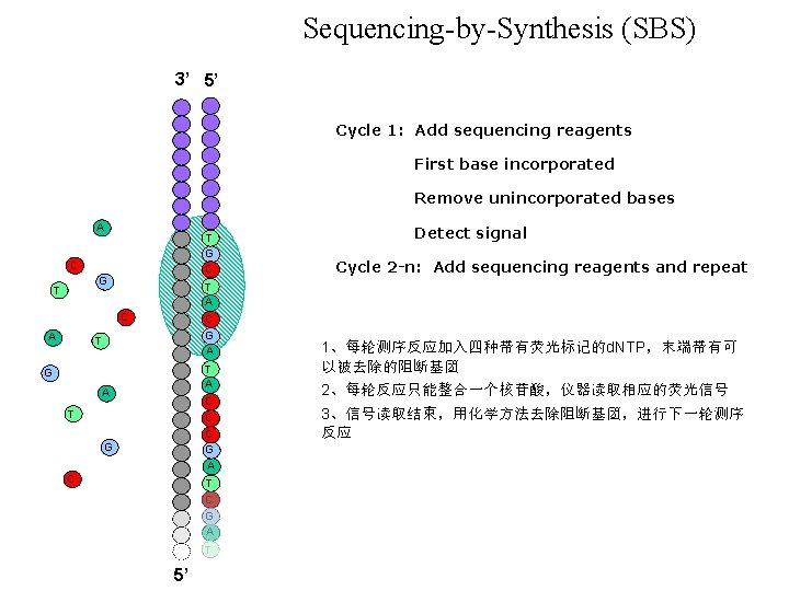 Sequencing-by-Synthesis (SBS) 3’ 5’ Cycle 1: Add sequencing reagents First base incorporated Remove unincorporated