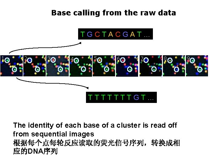 Base calling from the raw data TGCTACGAT… 1 2 3 4 5 6 7 Base calling from the raw data TGCTACGAT… 1 2 3 4 5 6 7