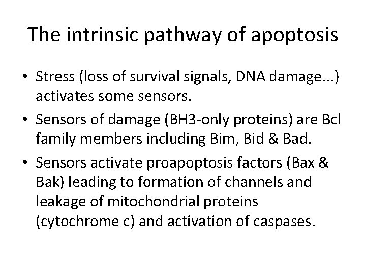 The intrinsic pathway of apoptosis • Stress (loss of survival signals, DNA damage. .