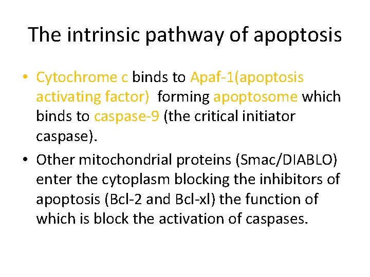 The intrinsic pathway of apoptosis • Cytochrome c binds to Apaf-1(apoptosis activating factor) forming