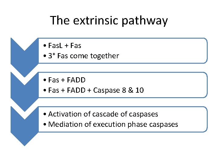 The extrinsic pathway • Fas. L + Fas • 3⁺ Fas come together •