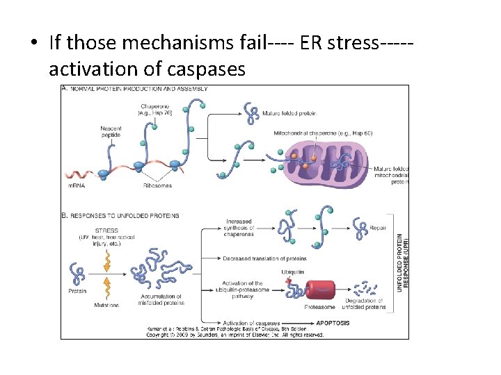  • If those mechanisms fail---- ER stress----activation of caspases 