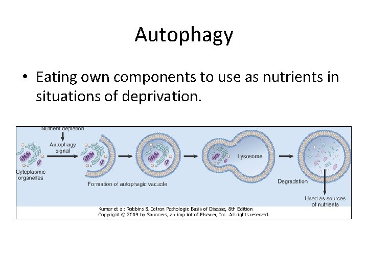 Autophagy • Eating own components to use as nutrients in situations of deprivation. 