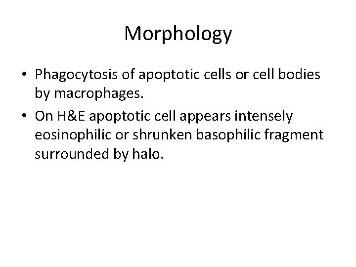 Morphology • Phagocytosis of apoptotic cells or cell bodies by macrophages. • On H&E
