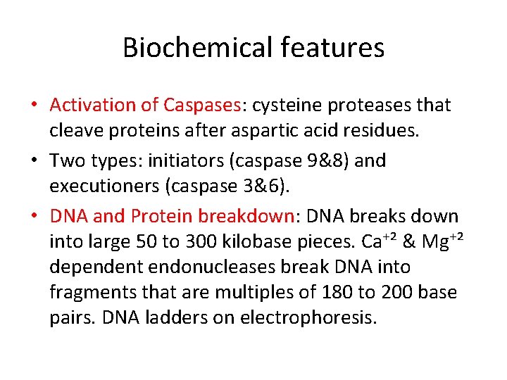 Biochemical features • Activation of Caspases: cysteine proteases that cleave proteins after aspartic acid
