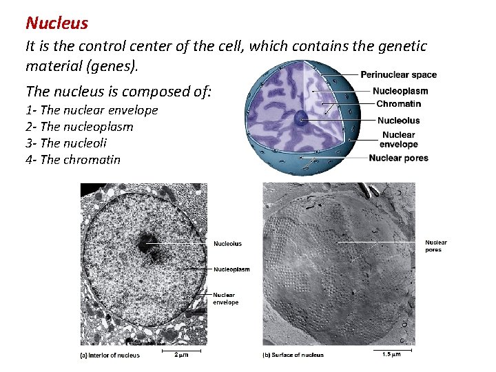 Lecture 9 The Cell Interior Chapter 3 Objectives