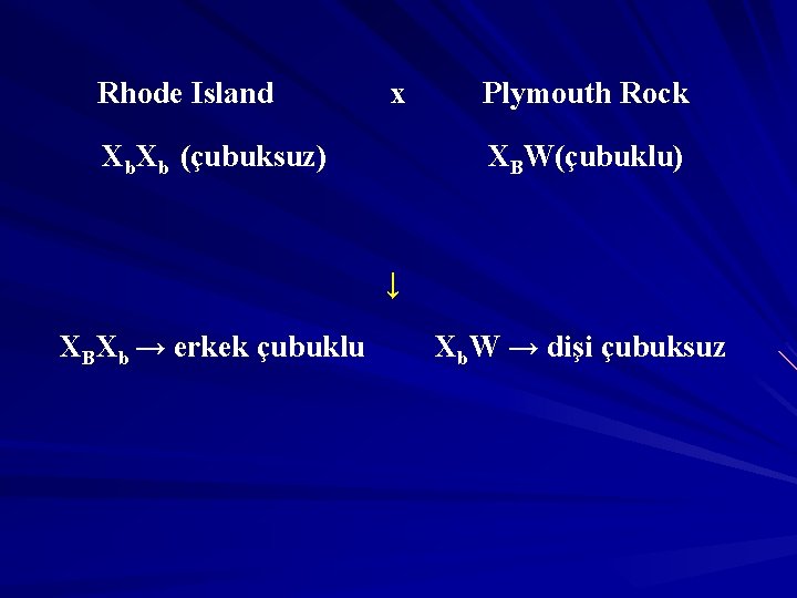 Rhode Island x Xb. Xb (çubuksuz) Plymouth Rock XBW(çubuklu) ↓ XBXb → erkek çubuklu