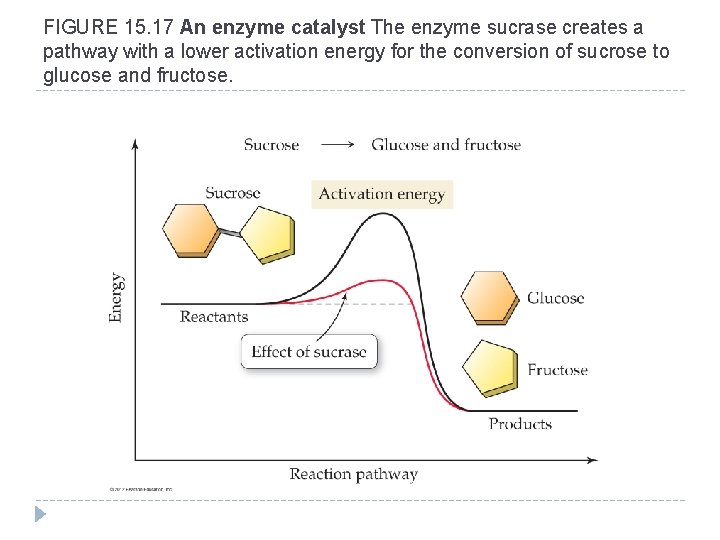 FIGURE 15. 17 An enzyme catalyst The enzyme sucrase creates a pathway with a