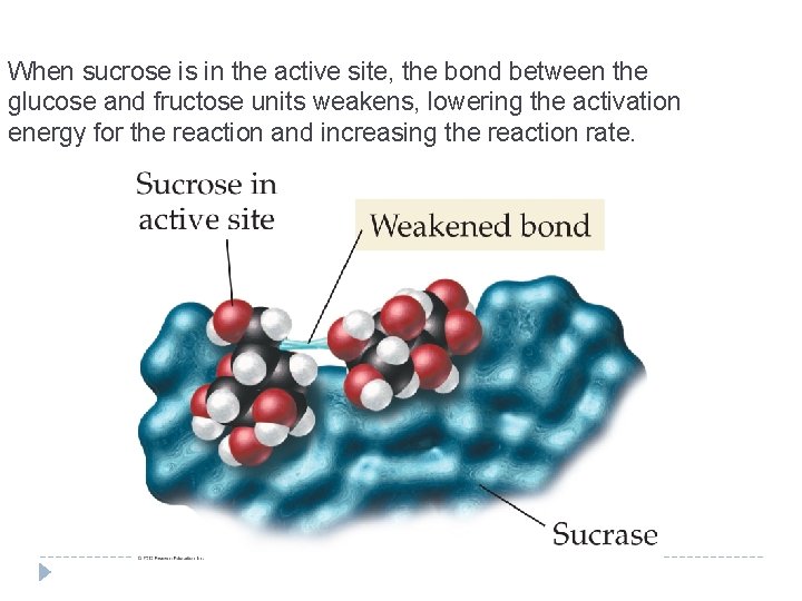 When sucrose is in the active site, the bond between the glucose and fructose