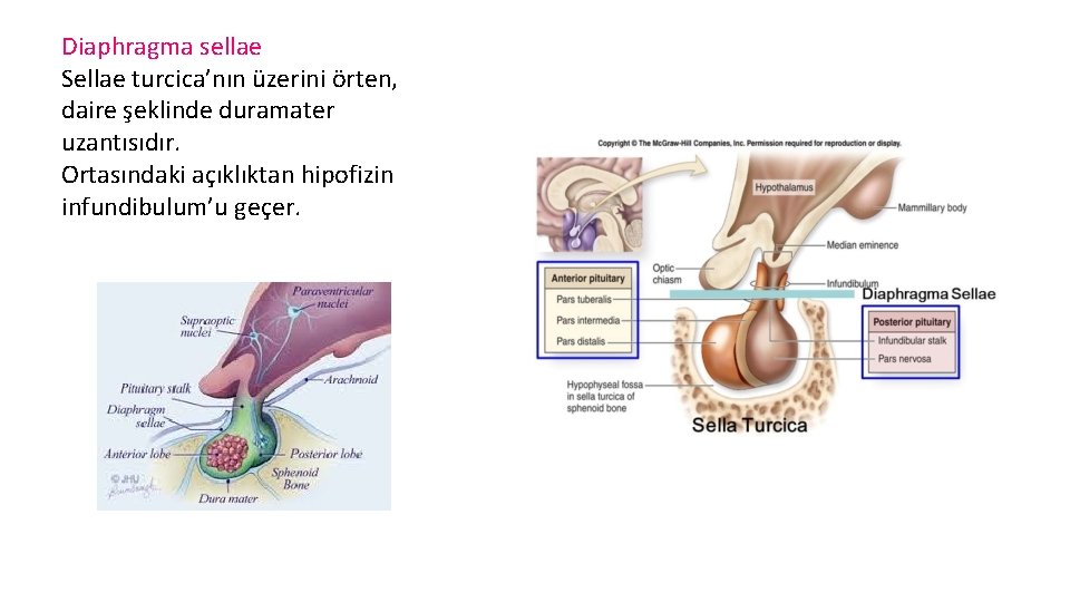 Diaphragma sellae Sellae turcica’nın üzerini örten, daire şeklinde duramater uzantısıdır. Ortasındaki açıklıktan hipofizin infundibulum’u