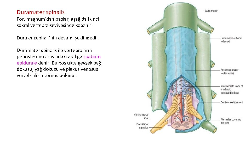 Duramater spinalis For. magnum’dan başlar, aşağıda ikinci sakral vertebra seviyesinde kapanır. Dura encephali’nin devamı