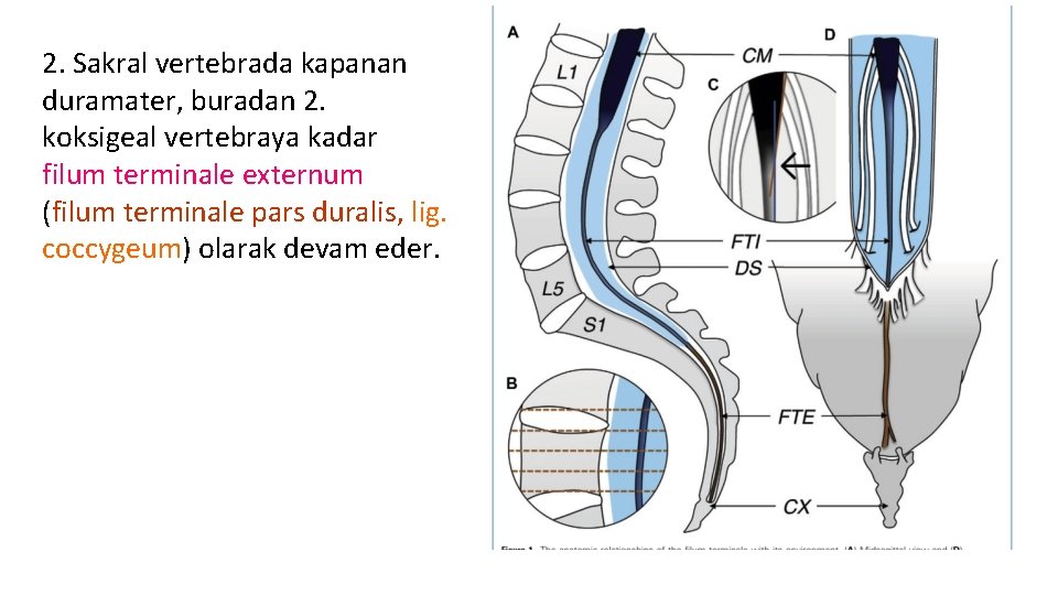 2. Sakral vertebrada kapanan duramater, buradan 2. koksigeal vertebraya kadar filum terminale externum (filum