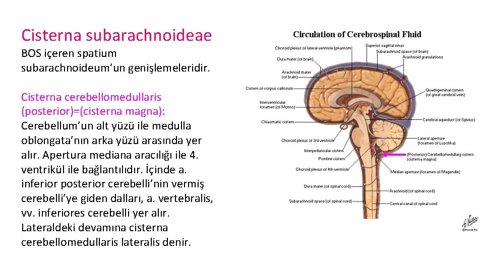 Cisterna subarachnoideae BOS içeren spatium subarachnoideum’un genişlemeleridir. Cisterna cerebellomedullaris (posterior)=(cisterna magna): Cerebellum’un alt yüzü