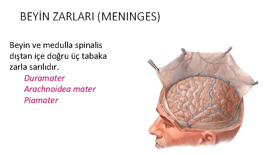 BEYİN ZARLARI (MENINGES) Beyin ve medulla spinalis dıştan içe doğru üç tabaka zarla sarılıdır.