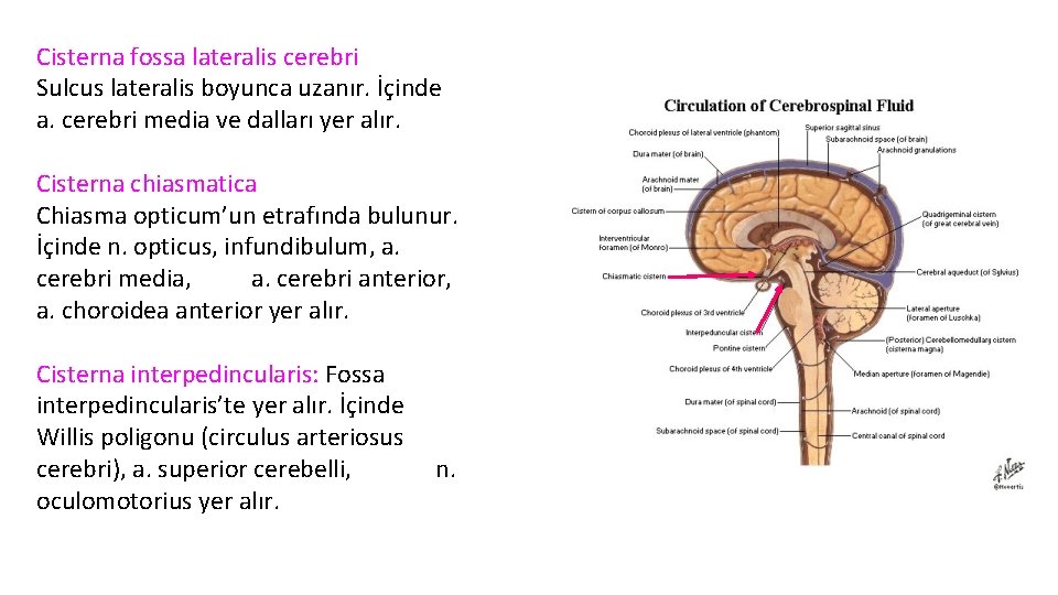 Cisterna fossa lateralis cerebri Sulcus lateralis boyunca uzanır. İçinde a. cerebri media ve dalları