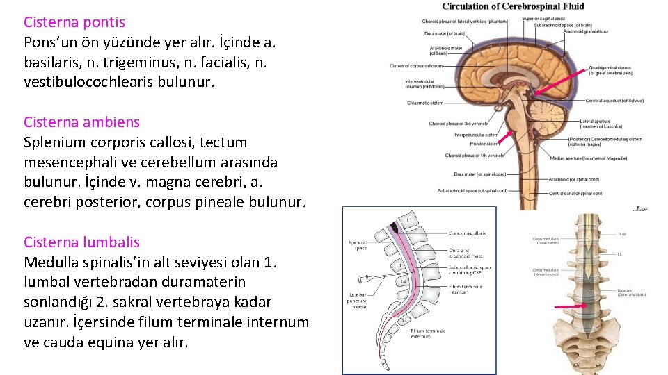 Cisterna pontis Pons’un ön yüzünde yer alır. İçinde a. basilaris, n. trigeminus, n. facialis,