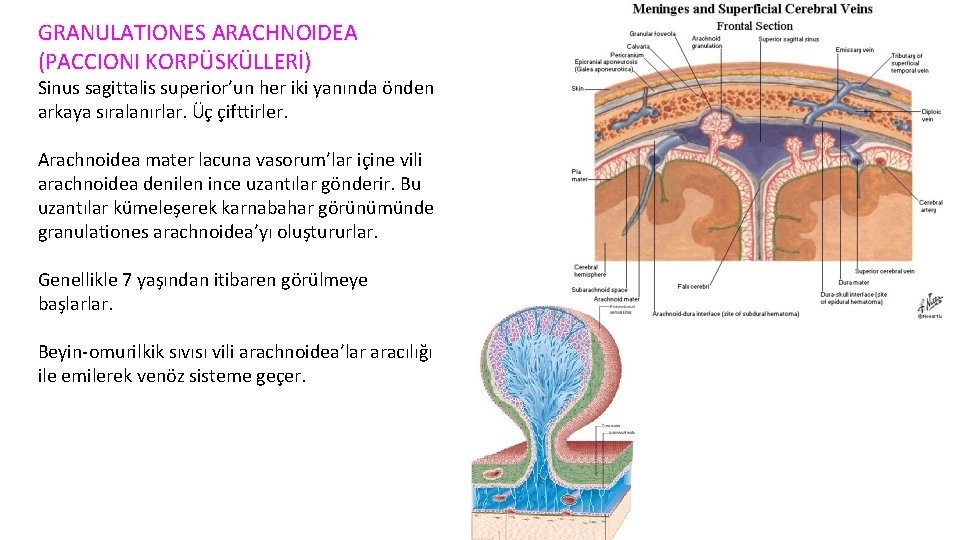 GRANULATIONES ARACHNOIDEA (PACCIONI KORPÜSKÜLLERİ) Sinus sagittalis superior’un her iki yanında önden arkaya sıralanırlar. Üç