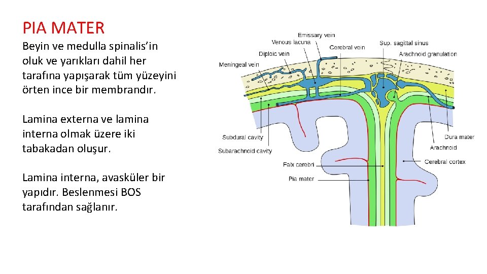 PIA MATER Beyin ve medulla spinalis’in oluk ve yarıkları dahil her tarafına yapışarak tüm