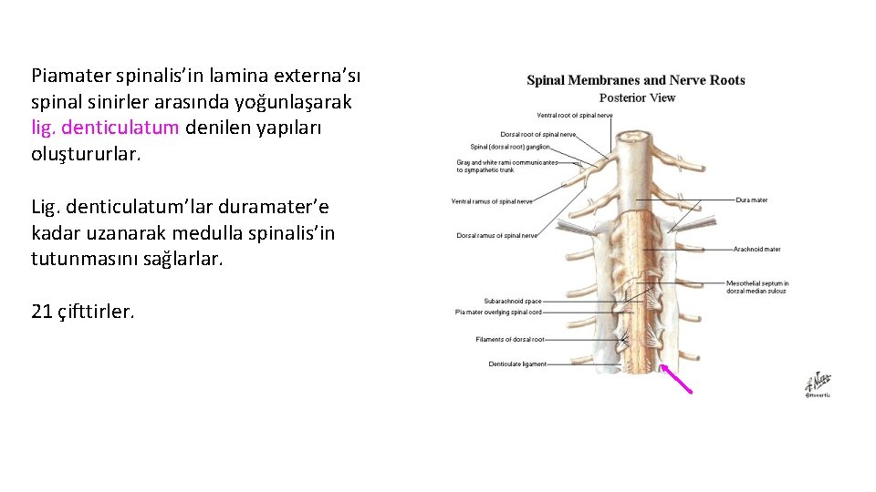 Piamater spinalis’in lamina externa’sı spinal sinirler arasında yoğunlaşarak lig. denticulatum denilen yapıları oluştururlar. Lig.