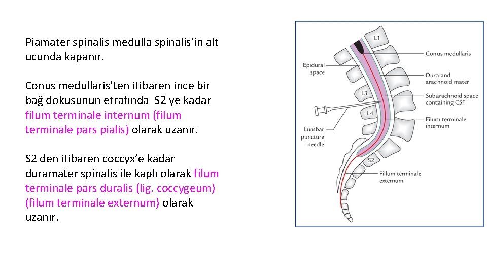 Piamater spinalis medulla spinalis’in alt ucunda kapanır. Conus medullaris’ten itibaren ince bir bağ dokusunun