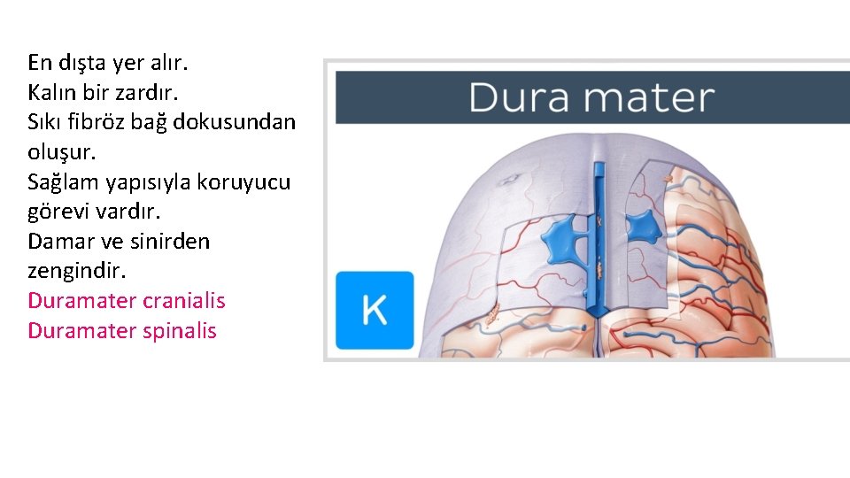 En dışta yer alır. Kalın bir zardır. Sıkı fibröz bağ dokusundan oluşur. Sağlam yapısıyla