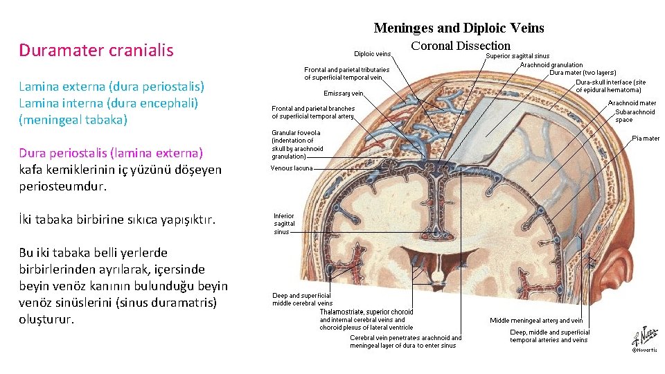 Duramater cranialis Lamina externa (dura periostalis) Lamina interna (dura encephali) (meningeal tabaka) Dura periostalis