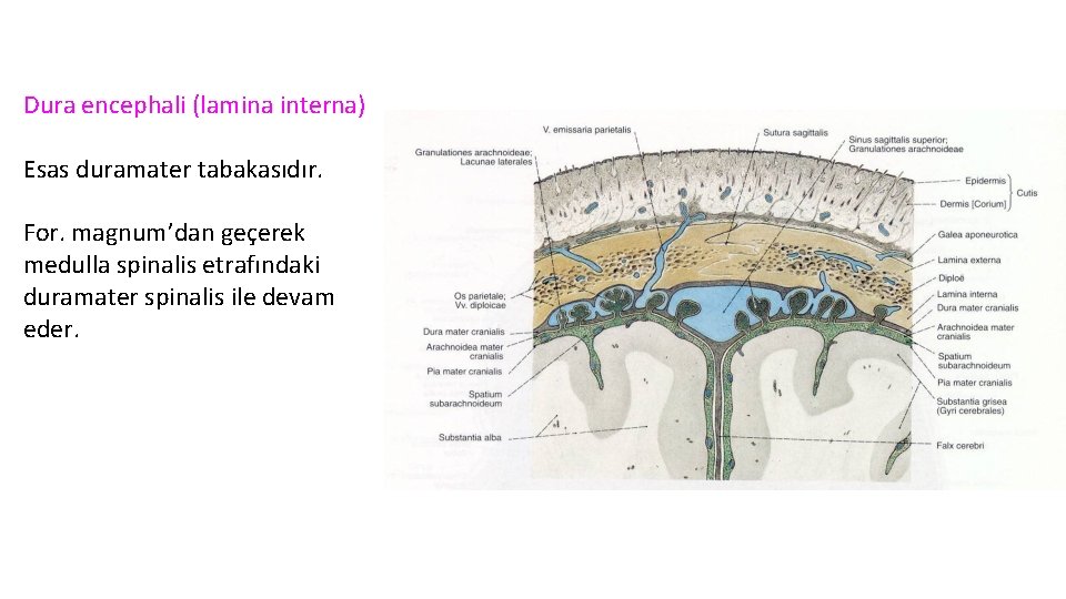 Dura encephali (lamina interna) Esas duramater tabakasıdır. For. magnum’dan geçerek medulla spinalis etrafındaki duramater