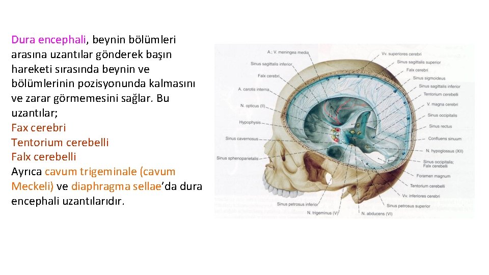 Dura encephali, beynin bölümleri arasına uzantılar gönderek başın hareketi sırasında beynin ve bölümlerinin pozisyonunda