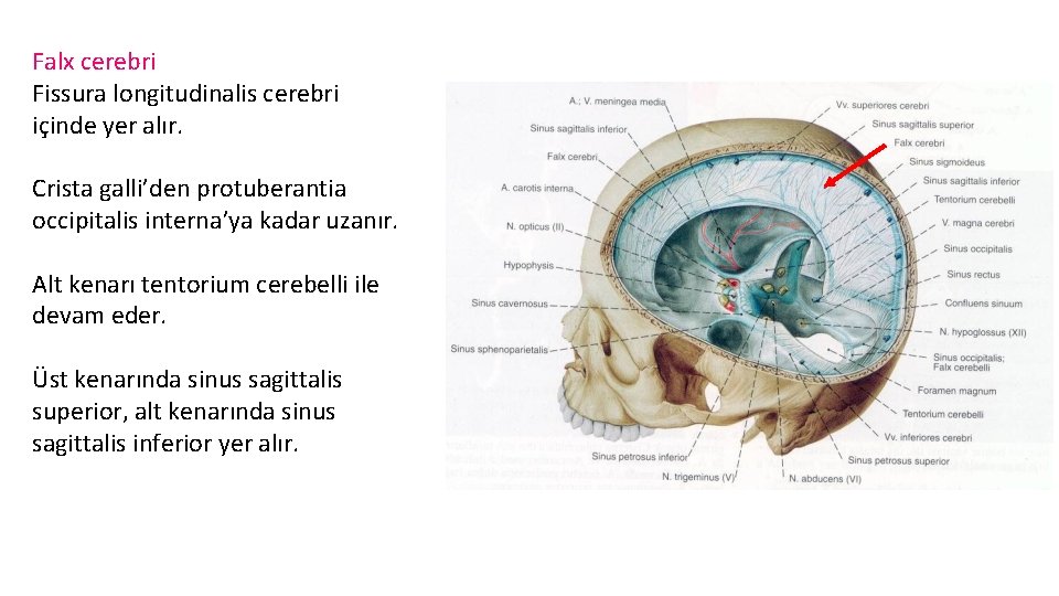 Falx cerebri Fissura longitudinalis cerebri içinde yer alır. Crista galli’den protuberantia occipitalis interna’ya kadar