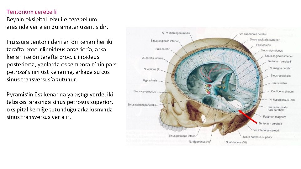 Tentorium cerebelli Beynin oksipital lobu ile cerebellum arasında yer alan duramater uzantısıdır. Incissura tentorii