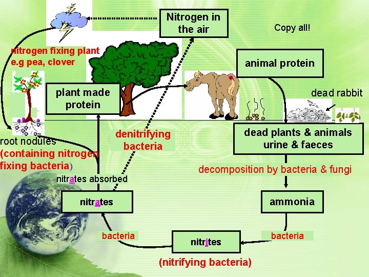 Nitrogen in the air nitrogen fixing plant e. g pea, clover Copy all! animal